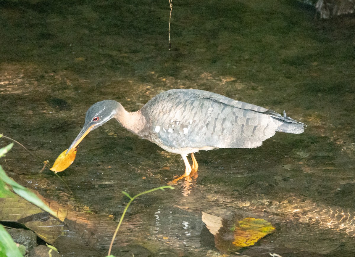 Sunbittern - ML635349513