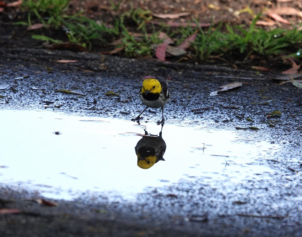 Hermit Warbler - ML635349524