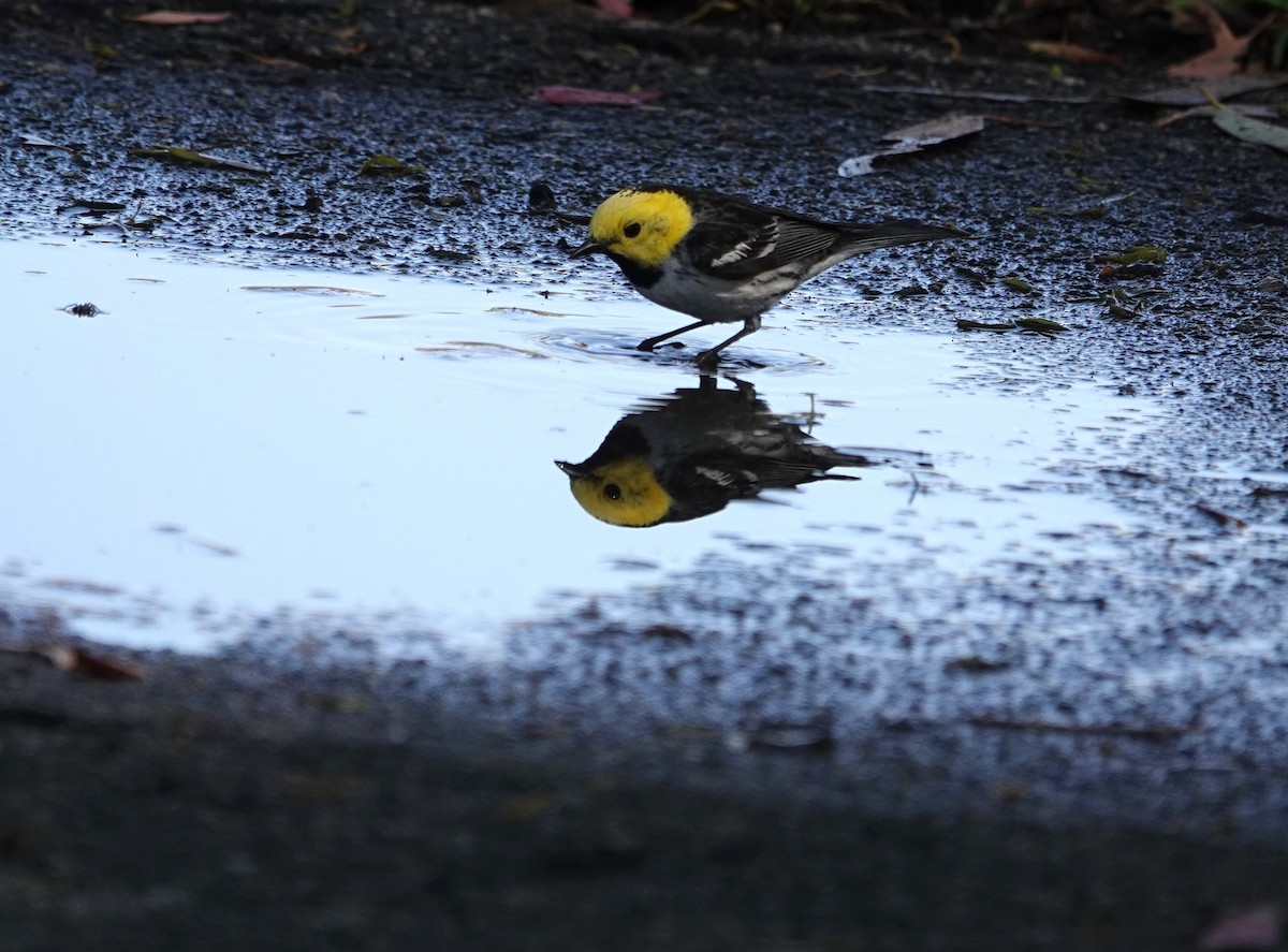 Hermit Warbler - ML635349525