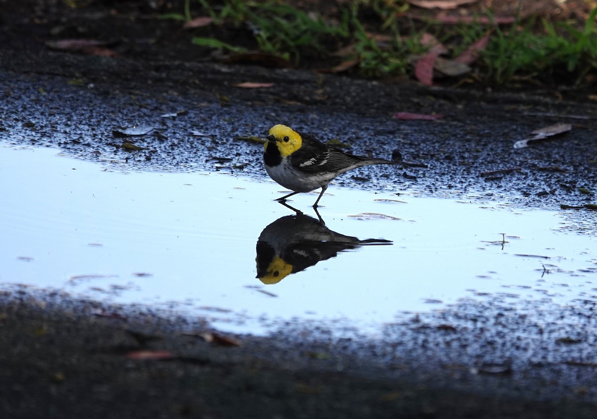 Hermit Warbler - ML635349526