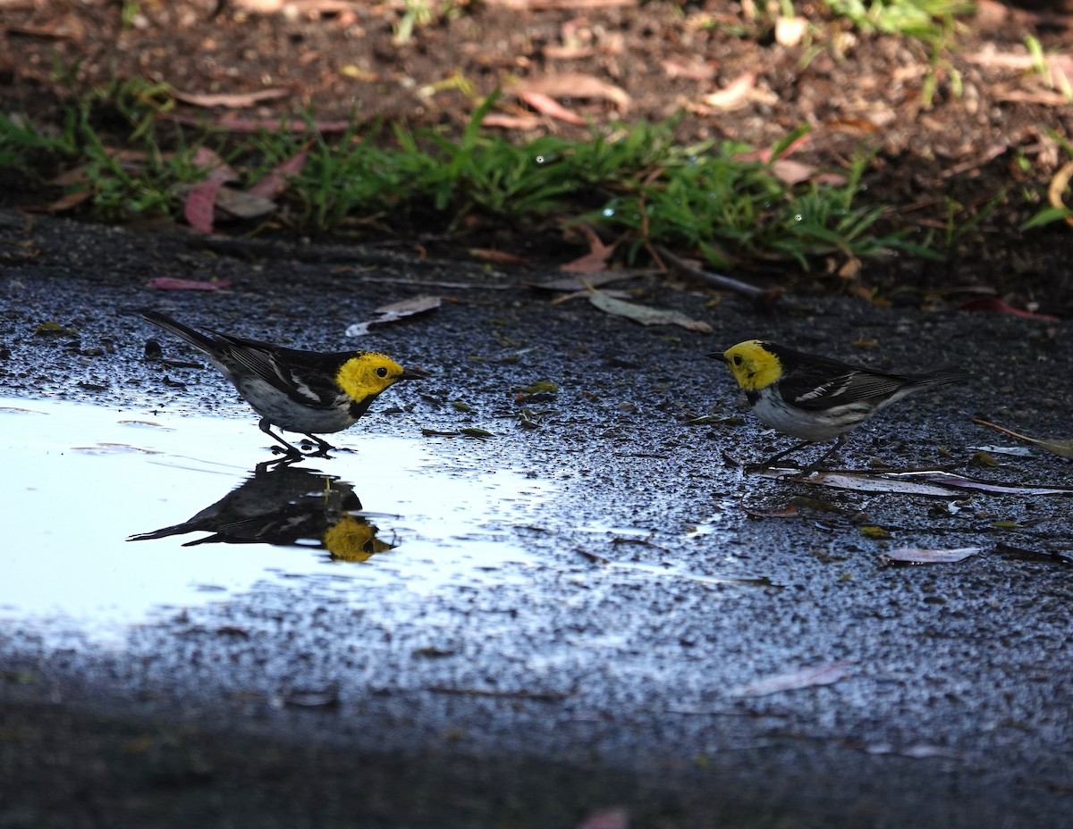 Hermit Warbler - ML635349527