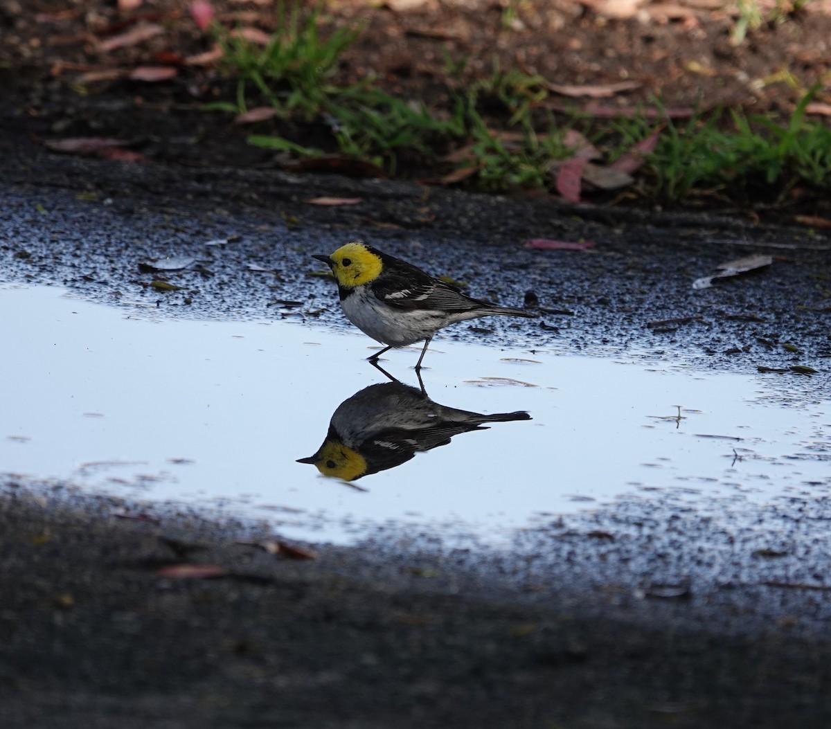 Hermit Warbler - ML635349528