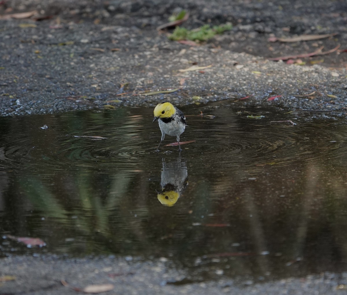 Hermit Warbler - ML635349529