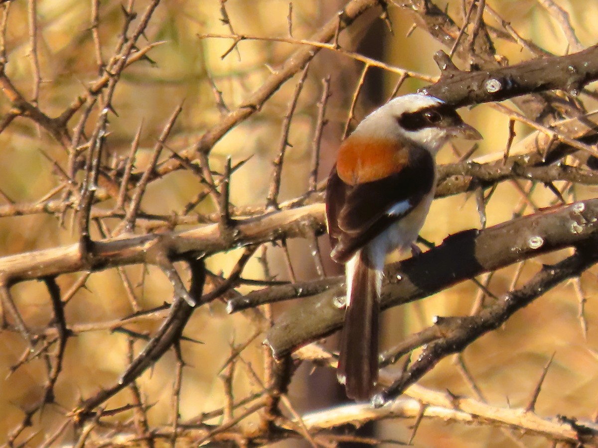 Bay-backed Shrike - ML635349569