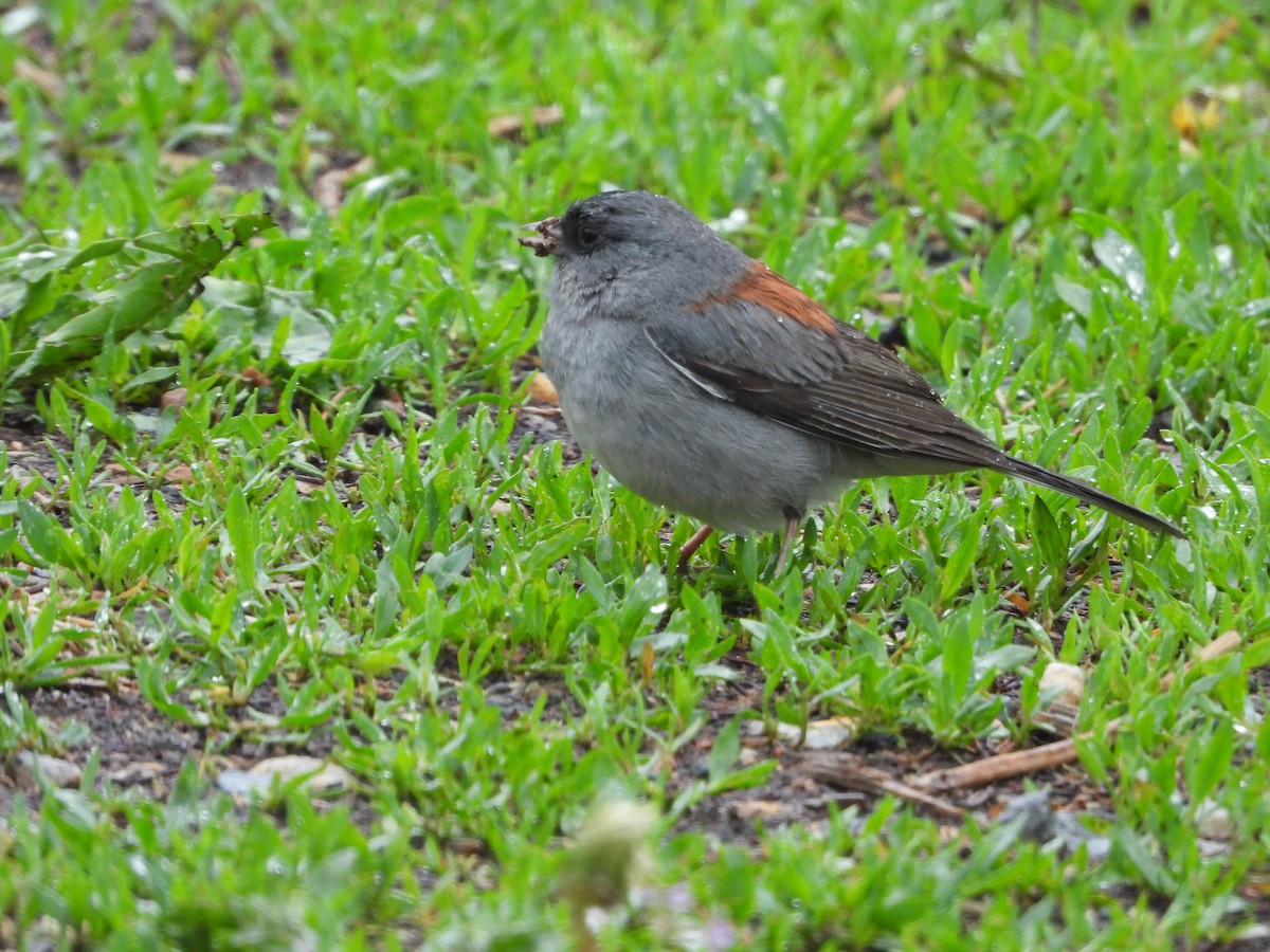 Junco ardoisé (caniceps) - ML635349570