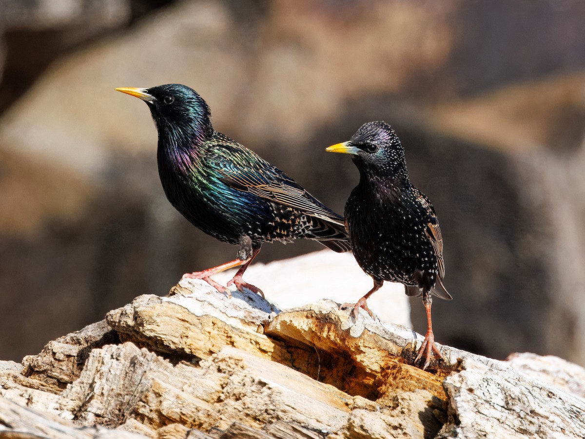 European Starling - ML635349599
