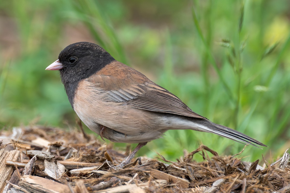 Junco ardoisé - ML635349617