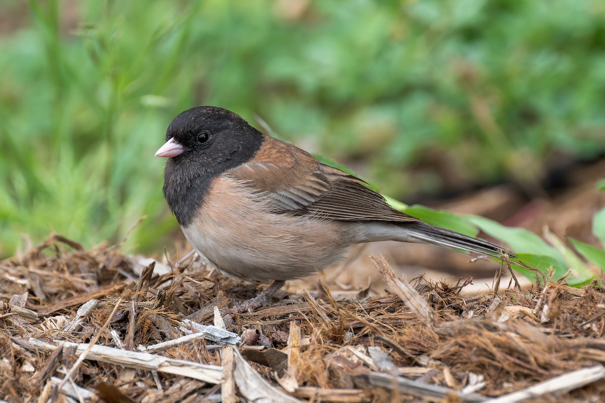 Junco ardoisé - ML635349618