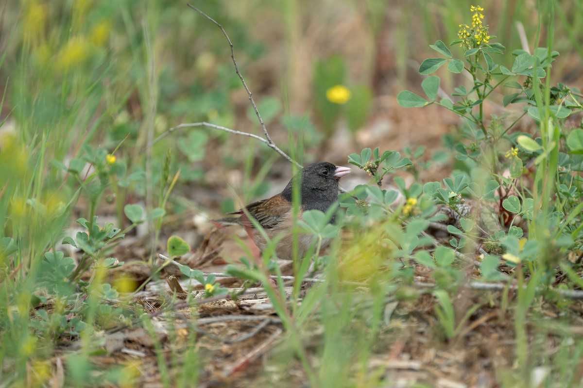 Junco ardoisé - ML635349620