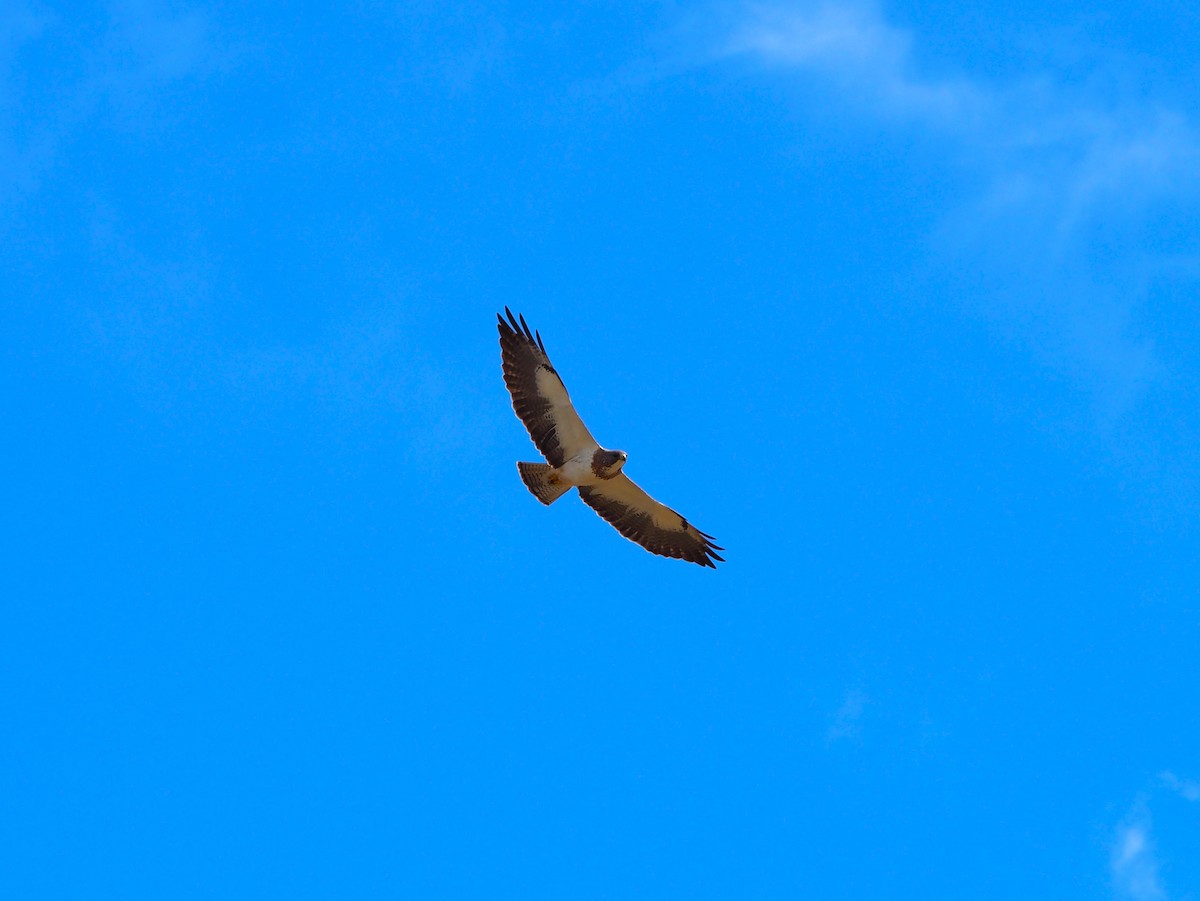 Swainson's Hawk - ML635349652
