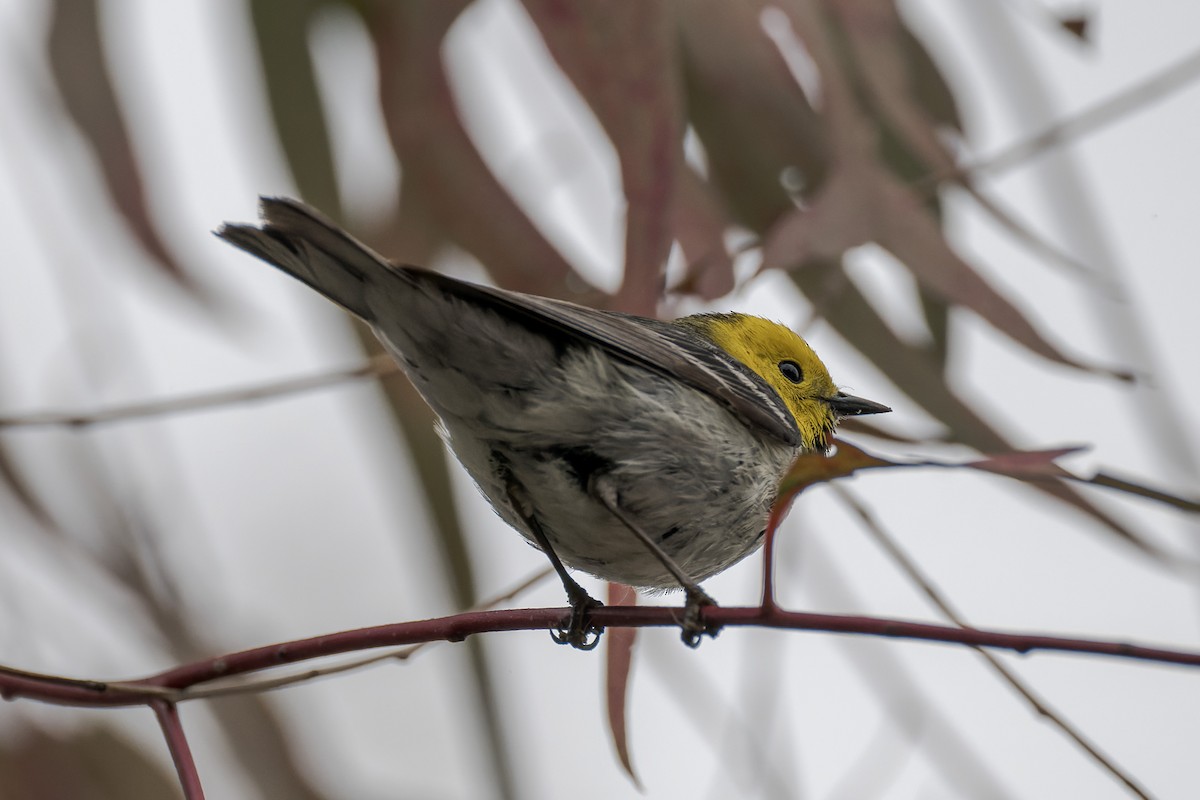 Hermit Warbler - ML635349654