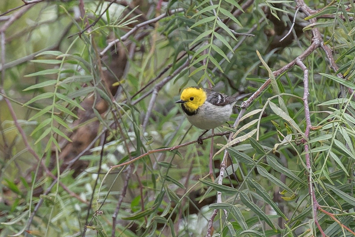 Hermit Warbler - ML635349655