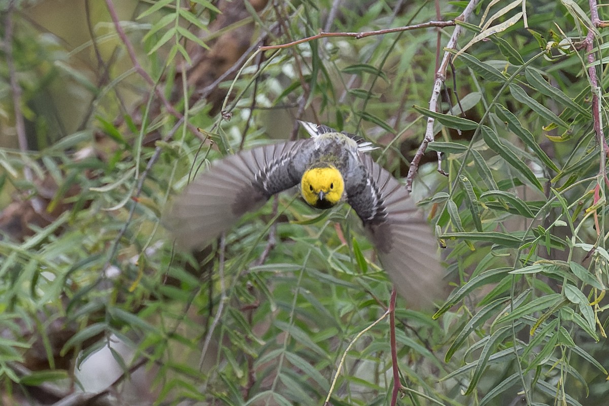 Hermit Warbler - ML635349656