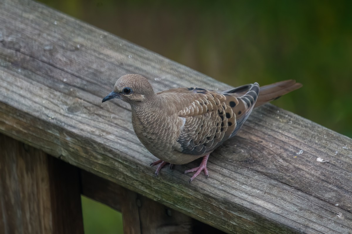 Mourning Dove - ML635349664