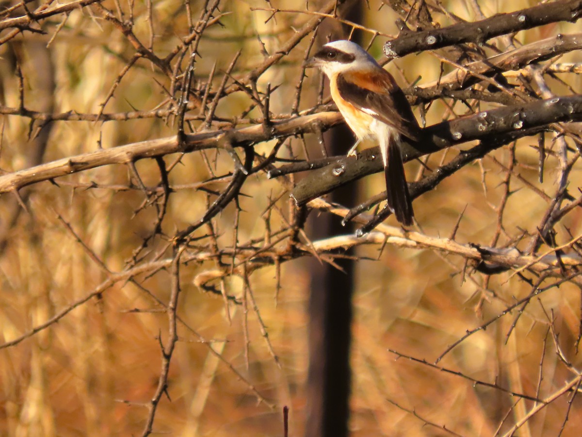 Bay-backed Shrike - ML635349706