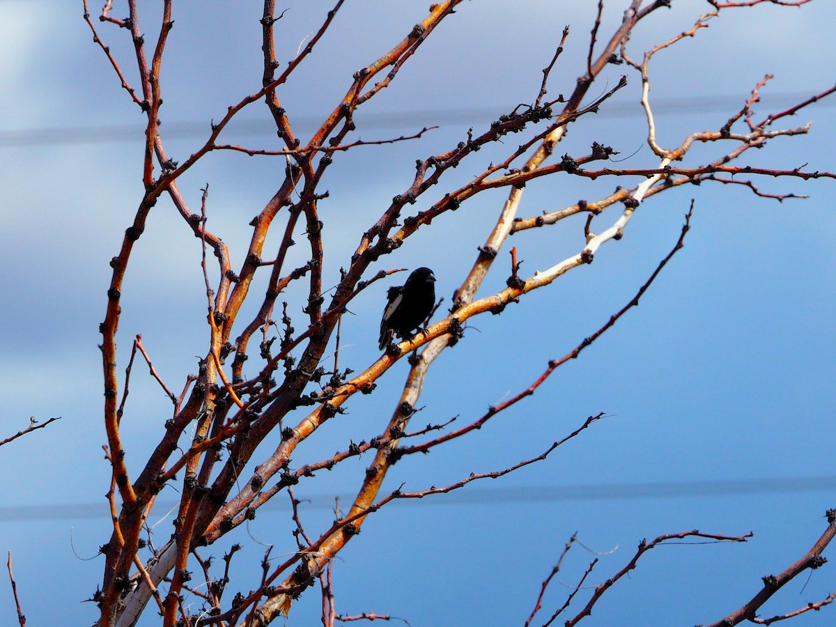 Lark Bunting - ML635349726