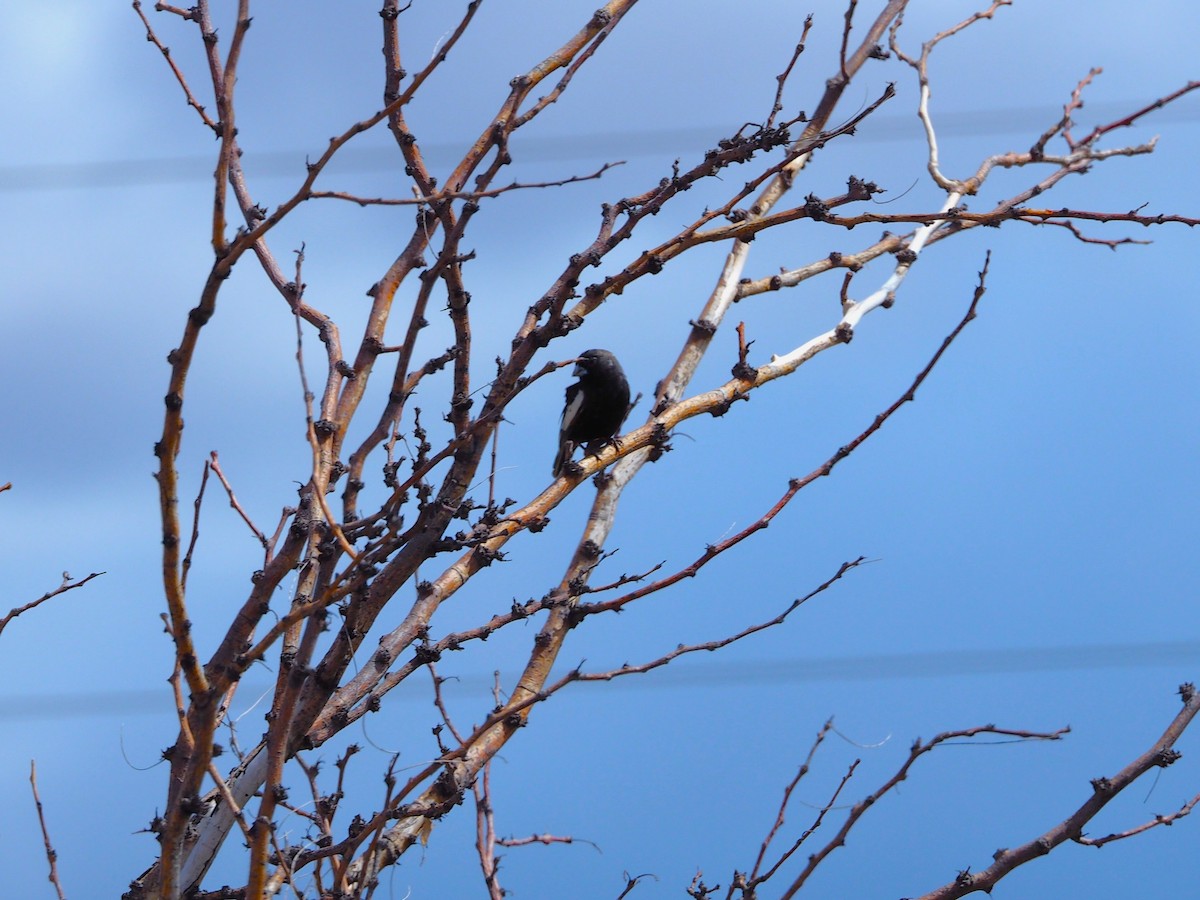 Lark Bunting - ML635349727
