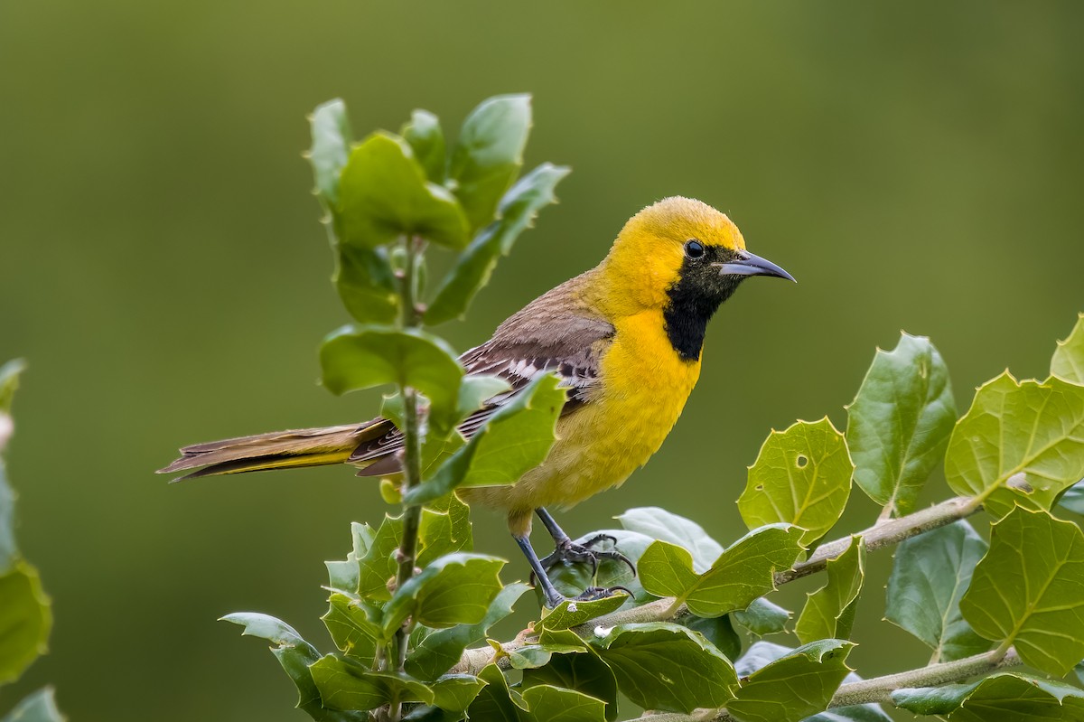 Hooded Oriole - ML635349743