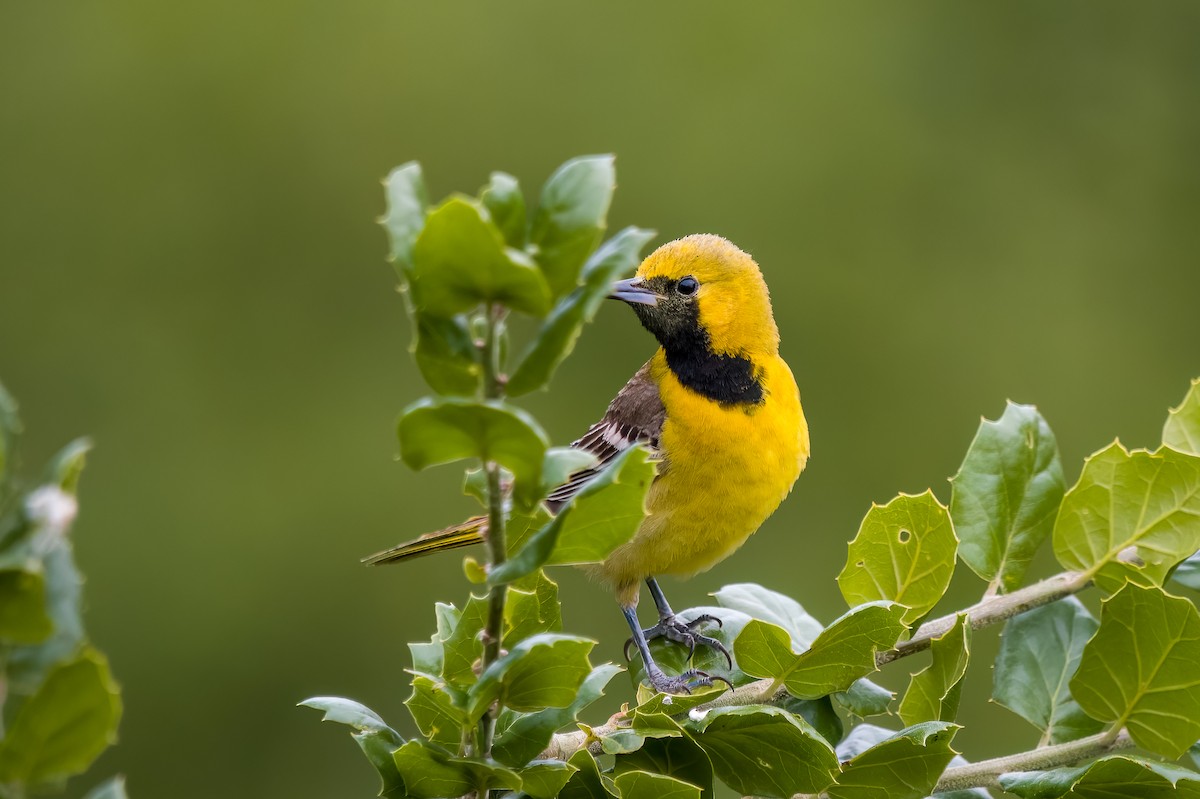 Hooded Oriole - ML635349744