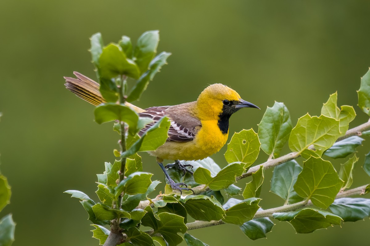 Hooded Oriole - ML635349745