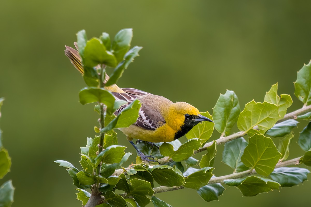 Hooded Oriole - ML635349746
