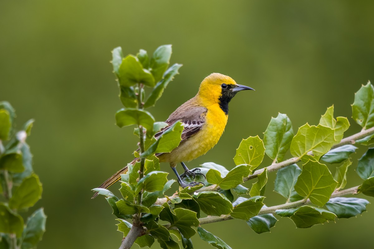 Hooded Oriole - ML635349747