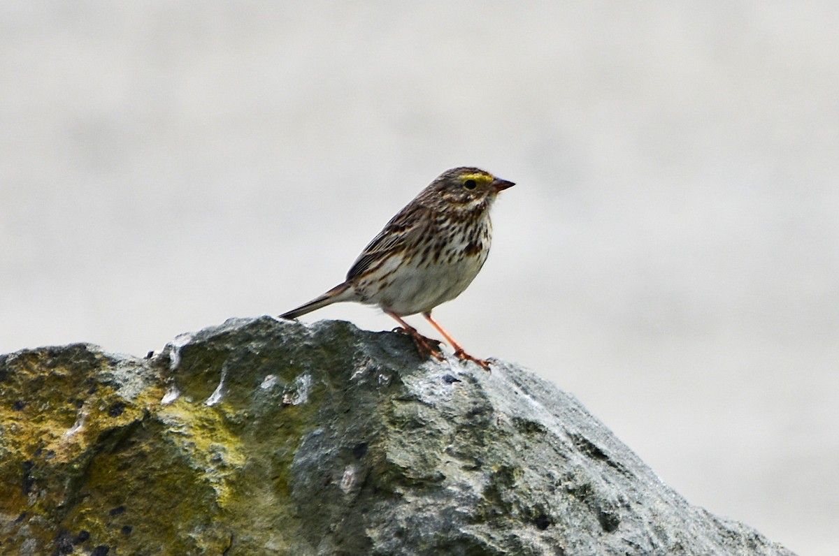 Savannah Sparrow - ML635349777