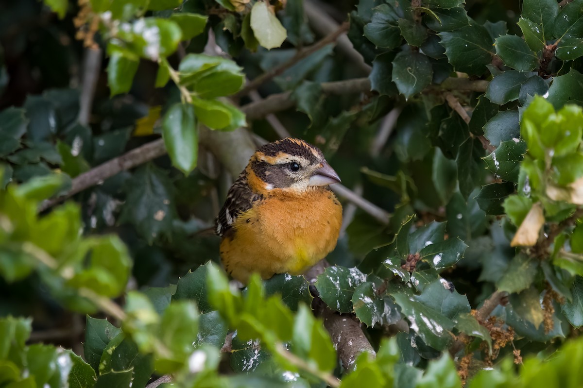 Black-headed Grosbeak - ML635349788