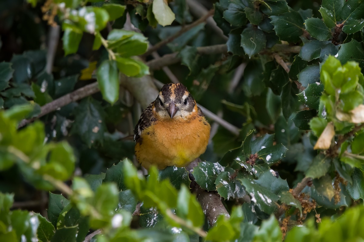 Black-headed Grosbeak - ML635349789