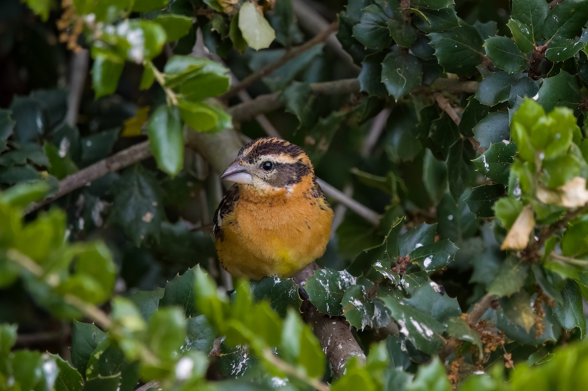 Black-headed Grosbeak - ML635349790
