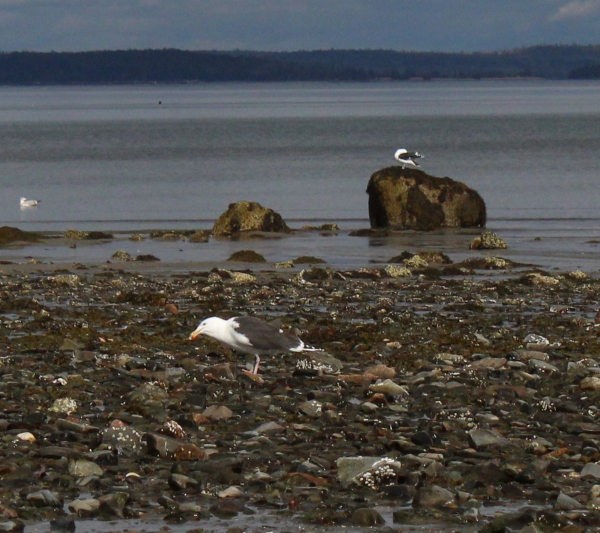 Great Black-backed Gull - ML635349856