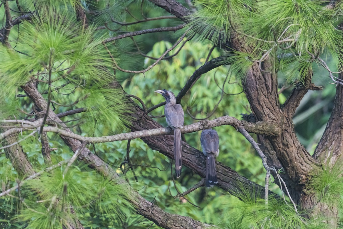 Cálao Gris Indio - ML635349873