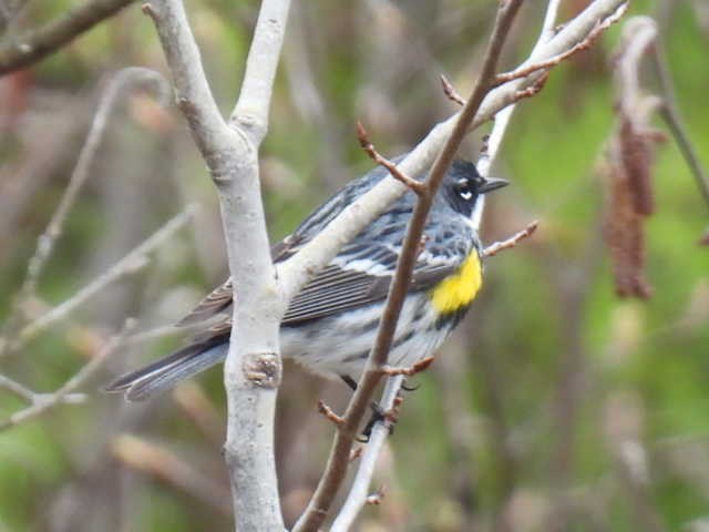 myrteparula - ML635349888