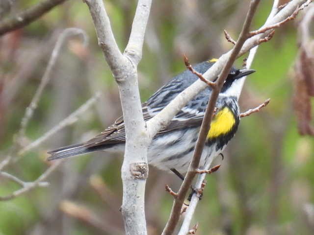 myrteparula - ML635349890