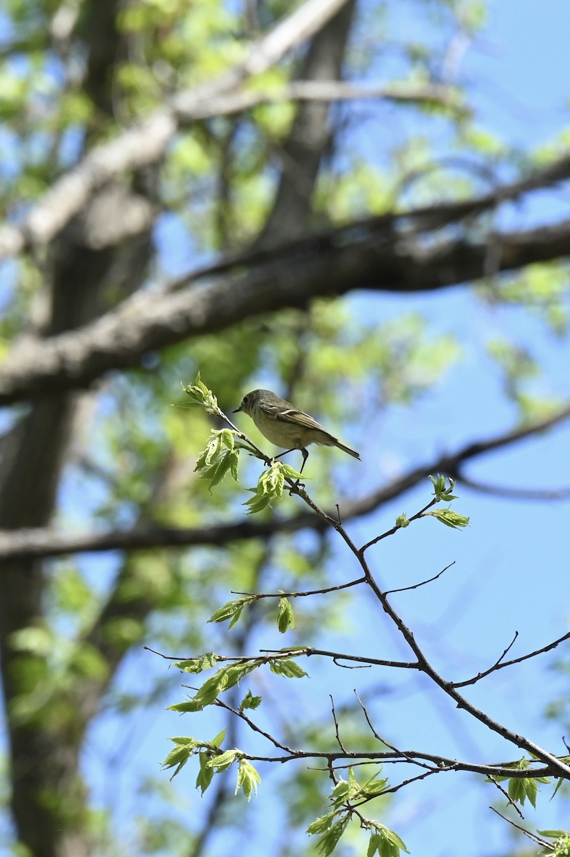 Ruby-crowned Kinglet - ML635349897