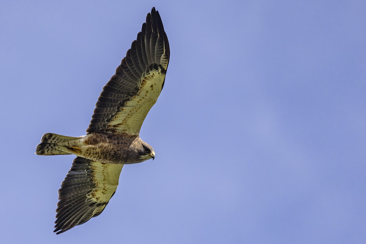 Swainson's Hawk - ML635349904