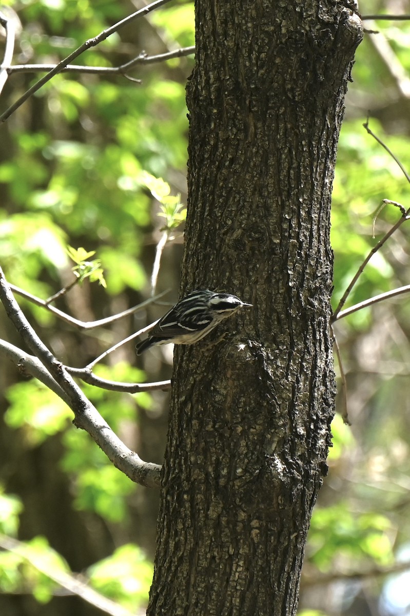 Black-and-white Warbler - ML635349915