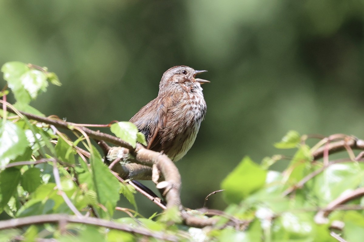 Song Sparrow - ML635349927