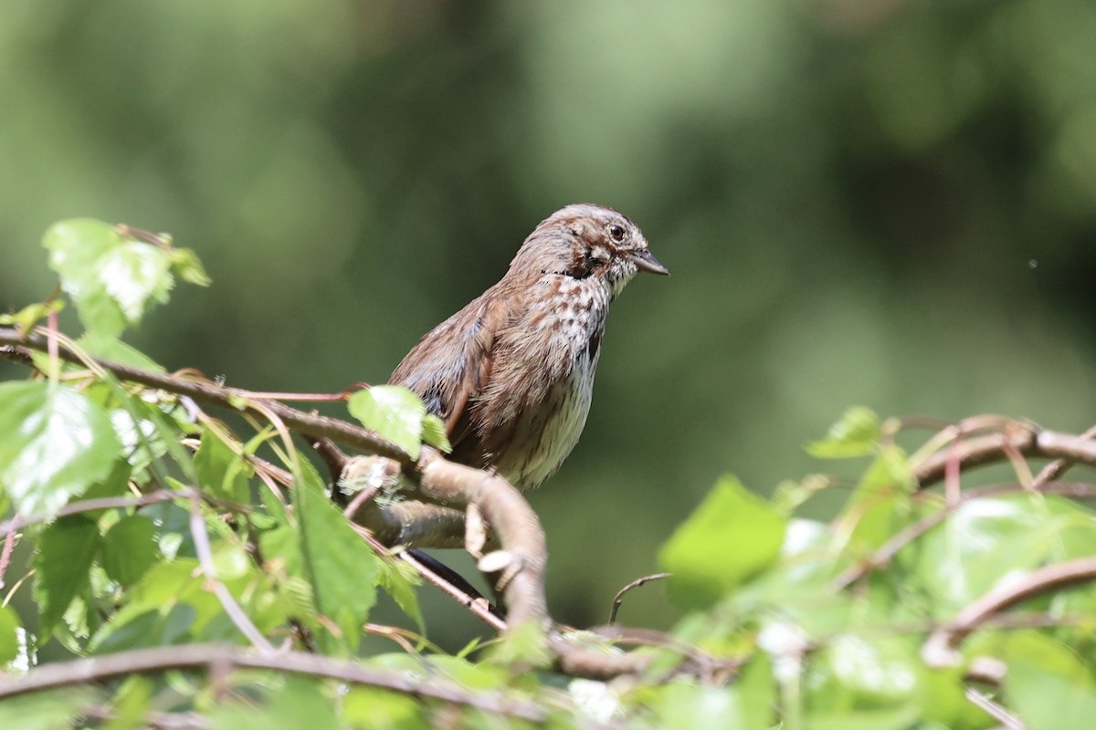 Song Sparrow - ML635349928