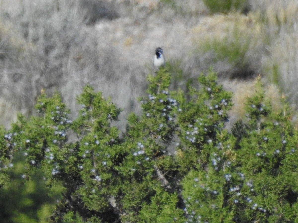 Black-throated Sparrow - ML635350000