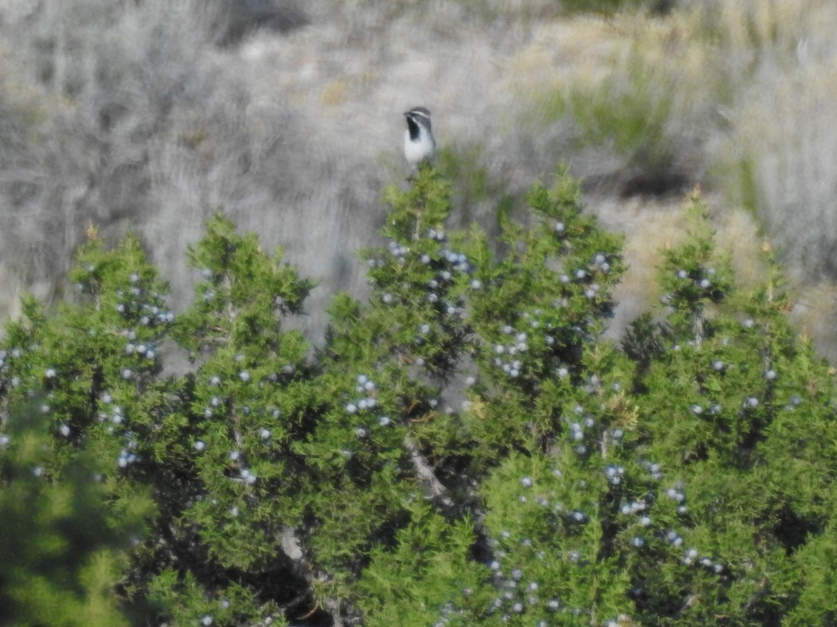 Black-throated Sparrow - ML635350001