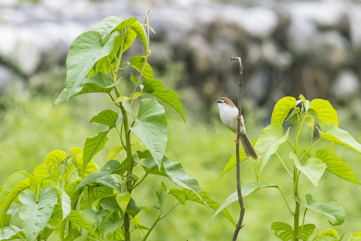 Yellow-eyed Babbler - ML635350027