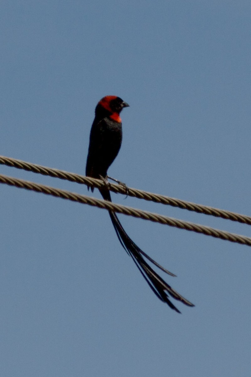 Red-cowled Widowbird - ML635350035