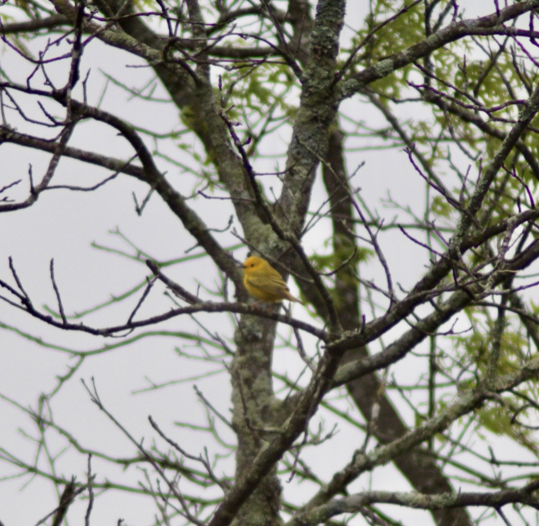 Yellow Warbler - ML635350114
