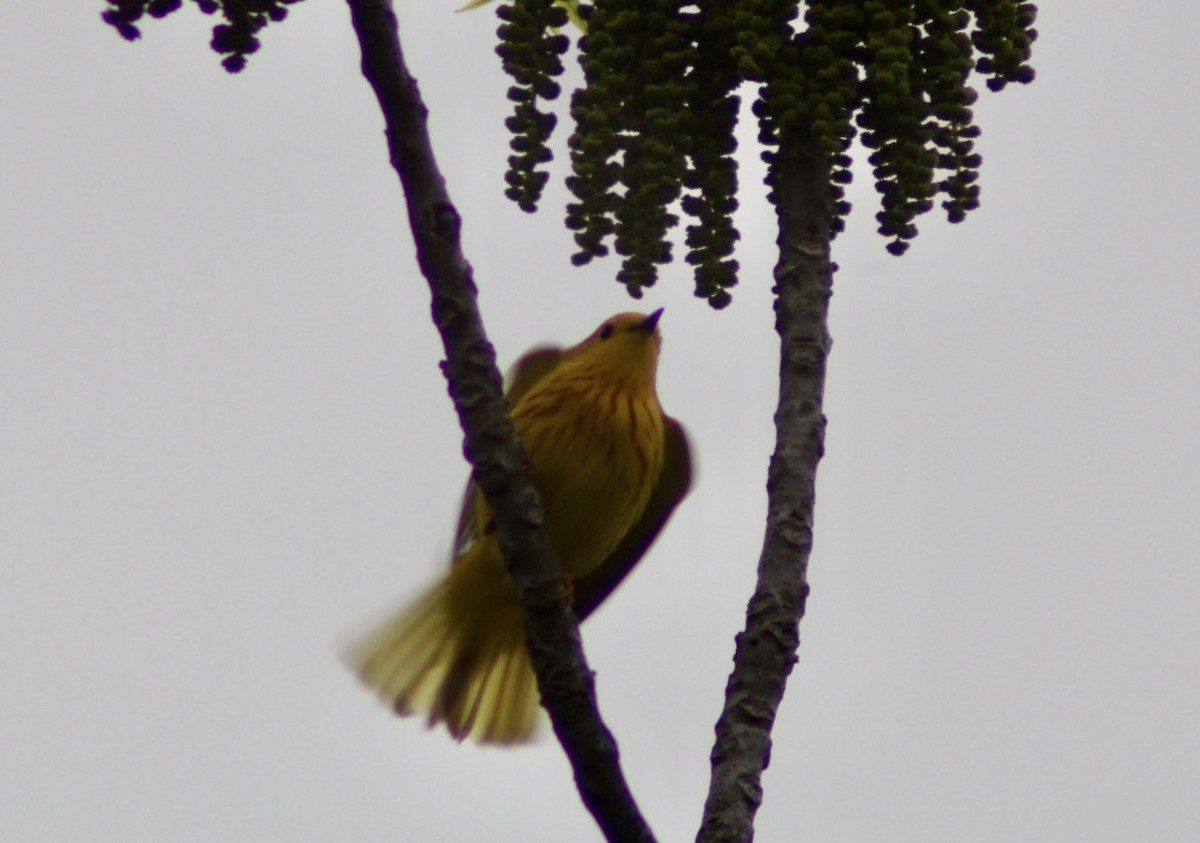 Yellow Warbler - ML635350115