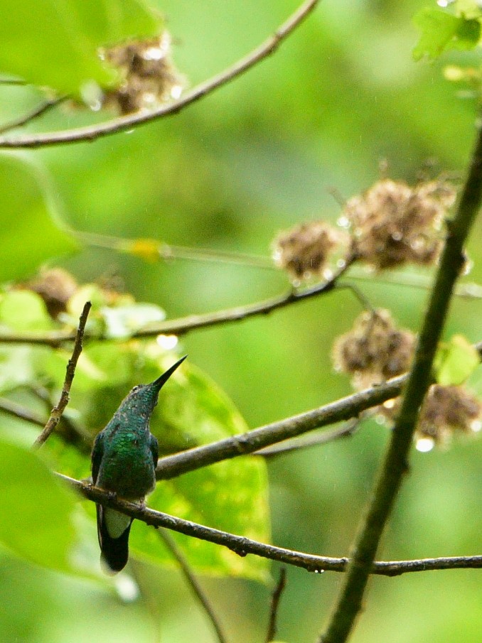 Colibri de Buffon - ML635350120