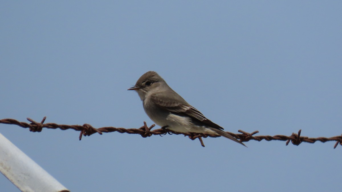 Western Wood-Pewee - ML635350153