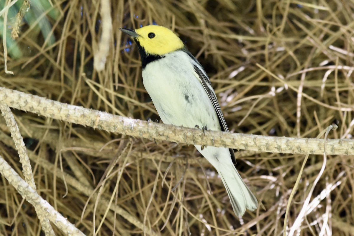 Hermit Warbler - ML635350165