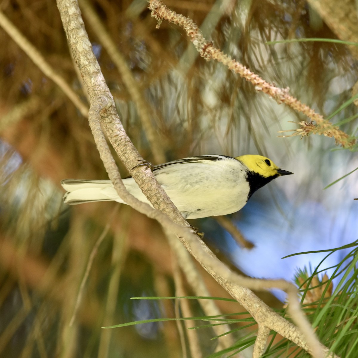 Hermit Warbler - ML635350166