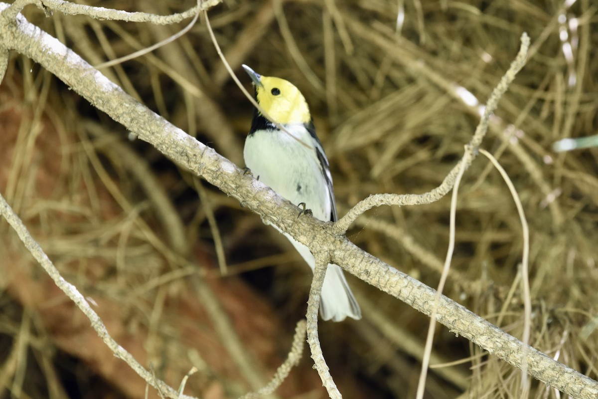 Hermit Warbler - ML635350167